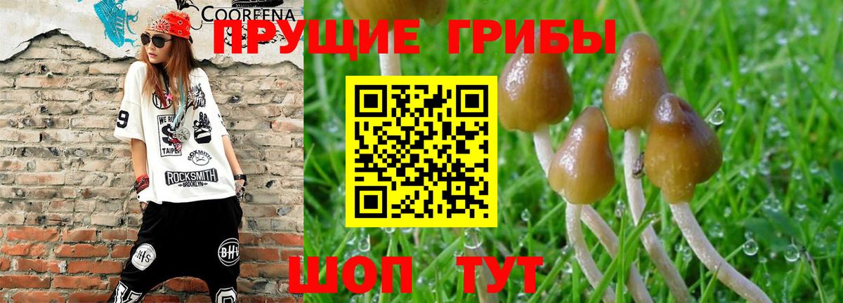 Галлюциногенные грибы Psilocybine cubensis  Вход с VPN  Донецк 